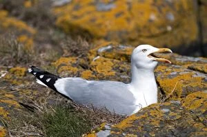 Argentatus Gallery: Herring gull - on nest - bill open