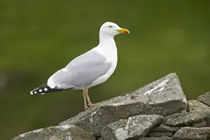 Shetland Island Prints: Herring Gull - On old drystone wall Noss Nature Reserve, Shetland, UK BI010390