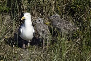 Herring Gull - parent bird with 2 chicks