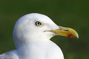 Gulls Prints: Herring Gull - portrait showing blood spot on beak, Texel, Holland