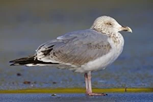 Argentatus Gallery: Herring Gull - second winter bird - on ice
