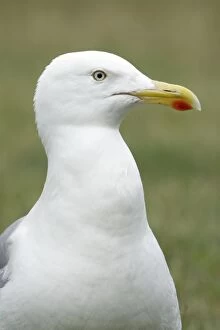 Images Dated 18th June 2009: Herring Gull - showing red spot on bill