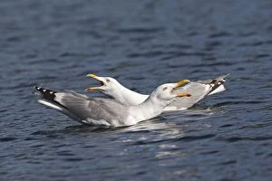 Herring Gull - sitting on water calling