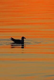 Images Dated 29th July 2008: Herring Gull - sitting on water - Norway