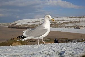 Images Dated 27th November 2010: Herring Gull - snow - Perranporth - Cornwall - UK
