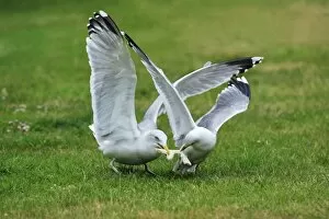 Images Dated 26th May 2008: Herring Gull - squabbling with Common Gull (Larus canus) over bread, Texel, Holland