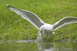 Herring Gull - With Trout Stolen from Fish Farm Pool Larus argentatus Finland BI014998