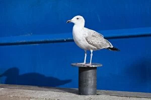 Images Dated 13th October 2011: Herring Gull - in winter plumage perched on mooring