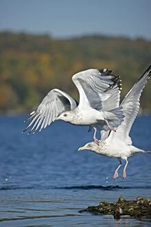 Herring Gulls - Adults taking off at lake