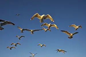 Herring Gulls - in flight - Norway