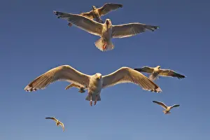 Herring Gulls - in flight - Norway