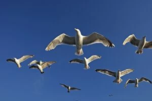 Images Dated 27th July 2008: Herring Gulls - in flight - Norway