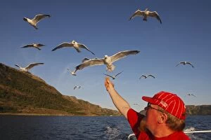 Argentatus Gallery: Herring Gulls - in flight above water - being fed bread