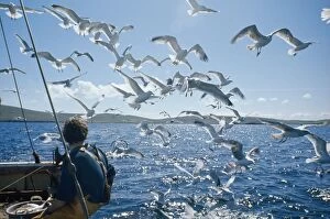 Argentatus Gallery: Herring Gulls - following trawler