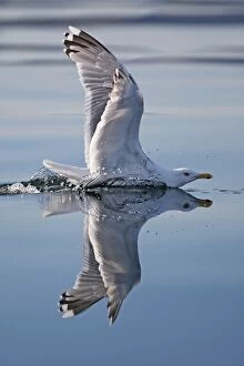 Images Dated 26th July 2008: Herring Gulls - immature landing on water with reflection - Norway