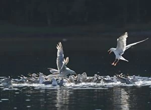 Images Dated 26th July 2008: Herring Gulls - landing and sitting on water - Norway