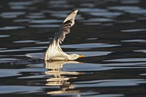 Images Dated 26th July 2008: Herring Gulls - landing on water - Norway
