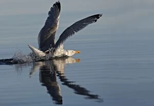 Images Dated 26th July 2008: Herring Gulls - landing on water - Norway