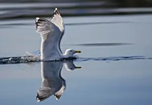 Herring Gulls - landing on water - Norway