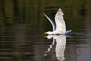 Images Dated 26th July 2008: Herring Gulls - landing on water with reflection - Norway