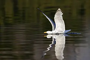 Herring Gulls - landing on water with reflection - Norway