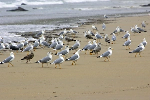Images Dated 18th October 2005: Herring Gulls - Resting on beach Costa Verde, Cantabria, North Spain
