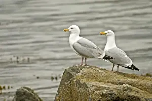 Mull Prints: Herring Gulls - On rock - Mull - Scotland