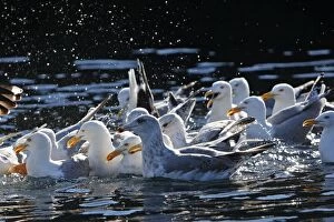 Herring Gulls - sitting on water