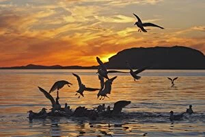 Images Dated 27th July 2008: Herring Gulls - in water and in flight landing - sunset - Norway