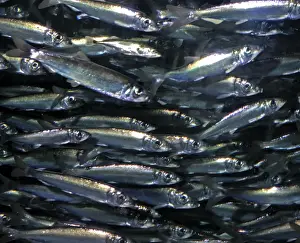 North Sea Prints: Herring, historically important shoaling fish, North Atlantic, North Sea and Baltic
