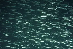 Herring Prints: Herrings Carribbean