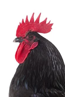 Comb Gallery: Herve Chicken Cockerel / Rooster
