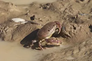 Crab Prints: Hibernating Crab - This freshwater crab of the dry areas of inland Australia hibernates for 6 months or so during