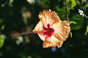 Hibiscus Prints: Hibiscus FG 7805 © Francois Gohier / ardea. com