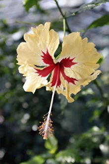Images Dated 27th August 2012: Hibiscus Flower