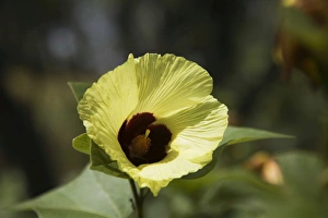 Images Dated 15th April 2006: Hibiscus This flower at Adcock Gorge, Gibb River Road, Kimberley, Western Australia