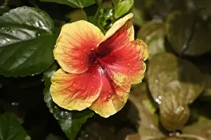 Hibiscus Prints: Hibiscus Flower - close-up in park. Nice - France