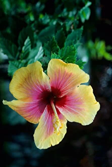 Hibiscus flower on the island of Martinique
