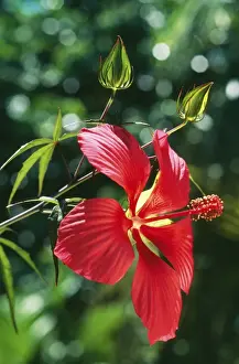 Hibiscus JPF 11878 South East USA. Hibiscus coccinea. Fm: Malvaceae © Jean-Paul Ferrero / ardea. com