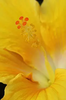 Canary Islands Prints: Hibiscus rosa-sinensis. Botanical Gardens