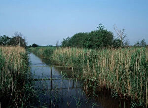 East Anglia Collection: Hickling Broad Nature Reserve - Norfolk - UK LA001983