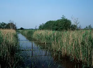 East Anglia Prints: Hickling Broad Nature Reserve - Norfolk - UK LA001983