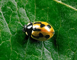 Hieroglyphic LADYBIRD - typical colour variety crawling on leaf Hieroglyphic LADYBIRD - typical colour variety crawling on leaf