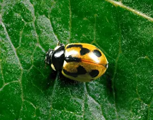 Hieroglyphic Ladybird - Typical colour variety crawling on leaf Predators (natural biocontrol) of Heather Beetle in Scotland Location: Scotland, UK
