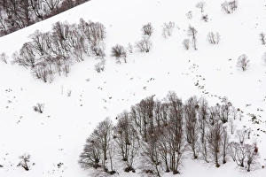 Images Dated 23rd February 2010: High altitude beech and birch woodland in winter on the Col de La Croix Morand (1401 m)