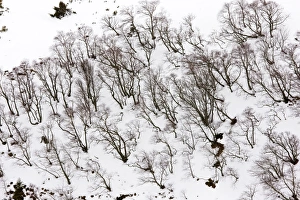 Images Dated 23rd February 2010: High altitude beech and birch woodland in winter on the Col de La Croix Morand (1401 m)