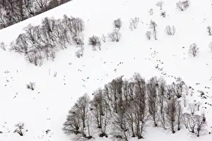 High altitude beech and birch woodland in winter on the Col de La Croix Morand (1401 m) in the Volcans d'Auvergne Regional Natural Park, Massif Central, France