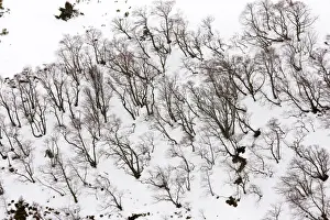 Francais Prints: High altitude beech and birch woodland in winter on the Col de La Croix Morand (1401 m)