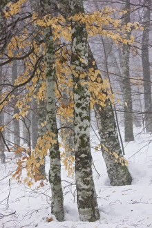 Images Dated 5th January 2008: High altitude beech (Fagus sylvatica) woodlands, with foliage