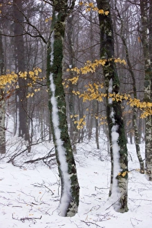 Images Dated 5th January 2008: High altitude beech (Fagus sylvatica) woodlands, with foliage